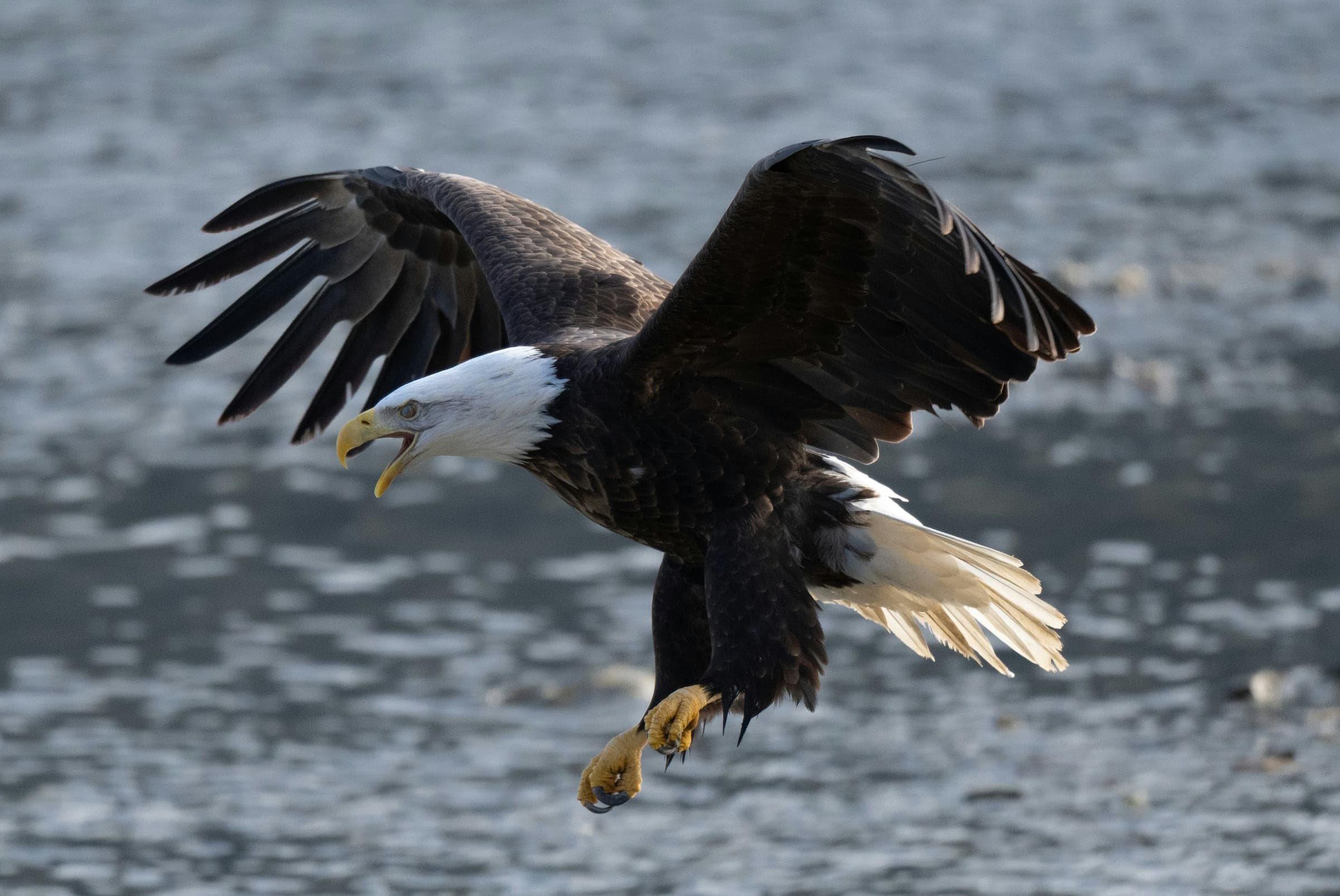 Bald eagle with wings spread over water and shoreline